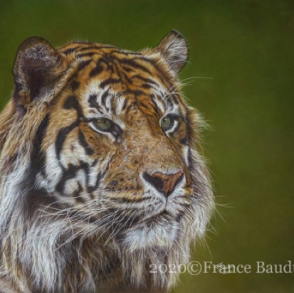 Shere Khan - 141 hours
Brown Pastelmat Board
19.5" x 27.5"
Ref: Anne Noël Shere Khan - 141 hours
Brown Pastelmat Board
19.5" x 27.5"
Ref: Anne Noël